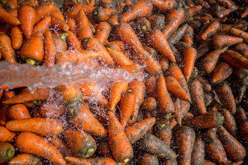 Un-washed and dirty carrot washing on throw pipe water. Food background. Near Savar District at...