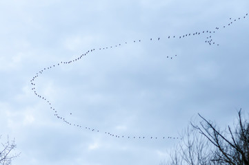 Goose, Geese (Anser anser) flock flying V shape north in early spring.