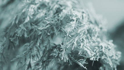 frozen crystals of ice on the grass.