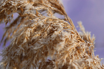 Fototapeta premium frozen crystals of ice on the grass.