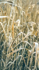 frozen crystals of ice on the grass.