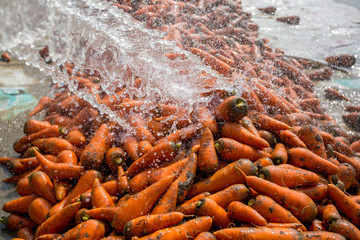 Un-washed and dirty carrot washing on throw pipe water. Food background. Near Savar District at...