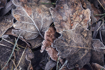 ice crystals on fallen leaves. winter background.