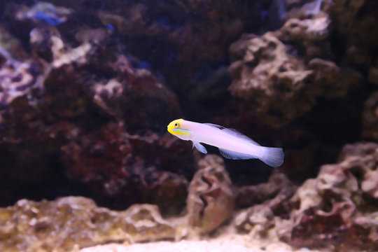 Pesce tropicale Gobius strigatus - Valenciennea strigata