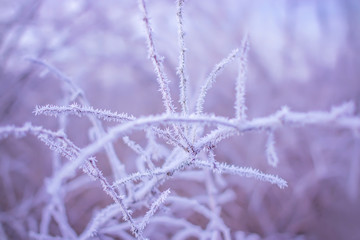 frozen crystals of ice on the grass.