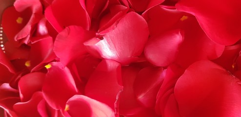 red rose petals