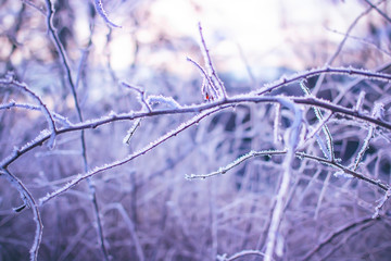 frozen crystals of ice on the grass.