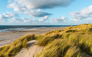 Wild North Sea coastal seascape with wide sandy coastline and tall marram grass(Ammophila arenaria) leaning and blown with a strong onshore wind and dramatic cloudy blue sky on Vlieland island