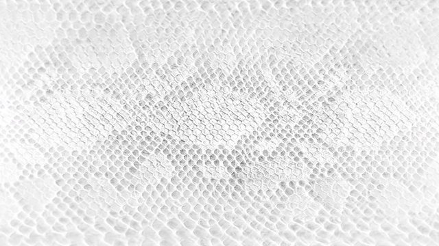 Skin snake background White snake skin texture Close-up 