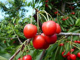 Sauerkirschen am Baumzweig