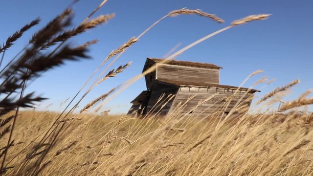 Falling down barn in field of wheat, country living,  abandoned, rustic, broken