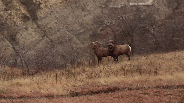 Bighorn sheep rams in the snow kicking each other, mating season, rut, grazing, theodore roosevelt national park