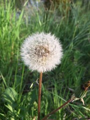 white dandelion seed in the grass