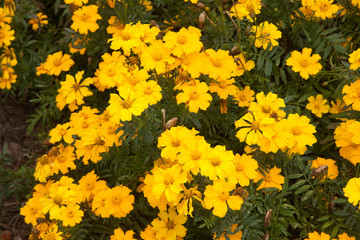 Yellow flowers outdoors in the sunshine