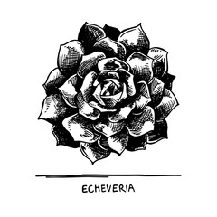 Echeveria succulent_ Plant