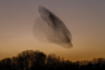 The Murmurations of Starlings in evening light