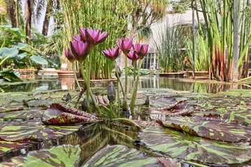 Pond with water lilies in the botanical garden of Valencia