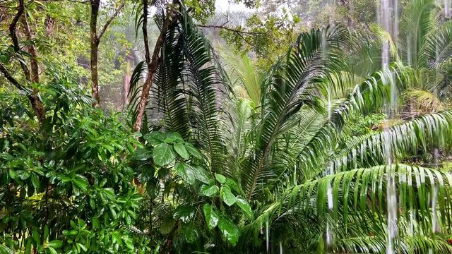 Regenwald_3_1920x1080_60sec