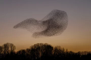 Fotobehang Vogels The Murmurations of Starlings in evening light  © Menno Schaefer