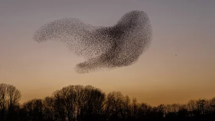 Fototapete Vögel The Murmurations of Starlings in evening light  © Menno Schaefer