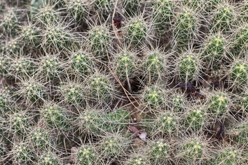 Close up top view group of Mammillaria karwinskiana