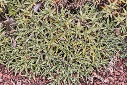 Close up of Deuterocohnia brevifolia