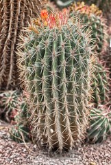 Naklejka na ściany i meble Closeup of Mexican lime cactus (Ferocactus pilosus)