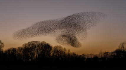 The Murmurations of Starlings in evening light