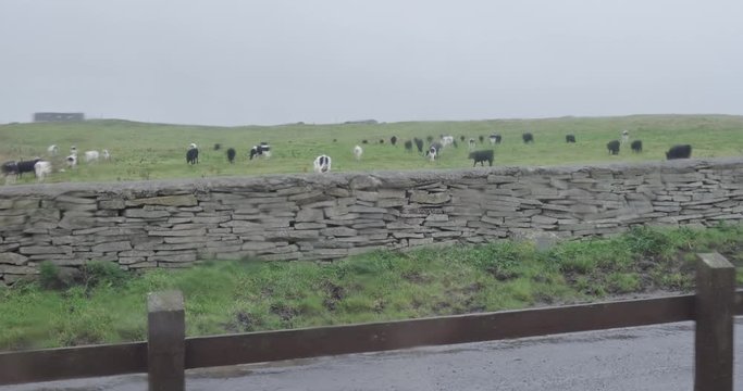 Wide shot of a lot of cows grazing and walking on a green meadow. Stone wall and road in the foreground. Rainy day with even light.