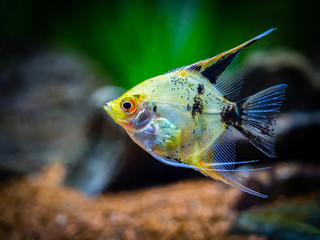 Angelfish isolated in tank fish (Pterophyllum scalare)