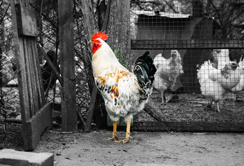 Epidemic disease of chicken flu h5n1. Chinese pandemic danger. Animals virus to people. Cock near...