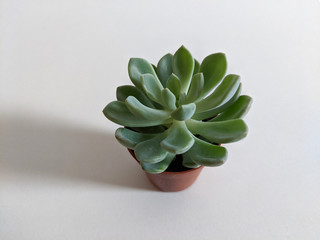 Pachyveria succulent plant in a pot isolated on white background