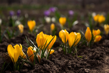 Yellow crocuses bloom in the garden on a flowerbed on a sunny spring day. Bright flowers (purple, yellow and white crocuses) are planted in a row. Background