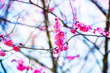 農業公園の梅