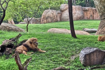 Fototapeta na wymiar A male lion (Panthera leo) at the zoo