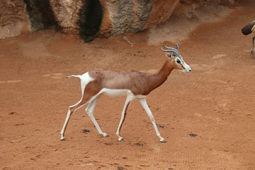 The dama gazelle (Nanger dama)
