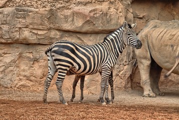 Fototapeta na wymiar Portrait of zebra specimen (Equus quagga)