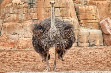 Gordijnen Adult ostrich specimen  (Struthio camelus) © murasal