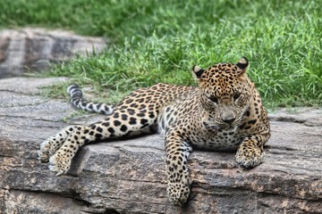 A specimen of leopard (Panthera pardus)