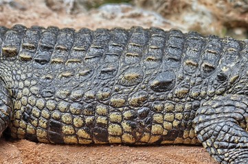 Detail of the skin of a Nile crocodile (Crocodylus niloticus) 