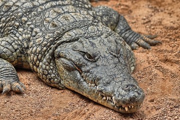 Head of a Nile crocodile (Crocodylus niloticus) 