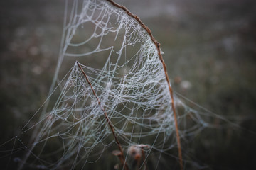spider in the fog
