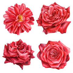 set of red roses and dahlias on a white background, watercolor illustration, botanical painting, beautiful flowers, floral clipart