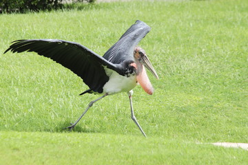 A marabou stork at the zoo (Leptoptilos crumenifer)
