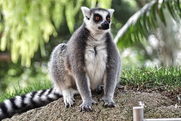 Ring tailed lemur (Lemur catta)