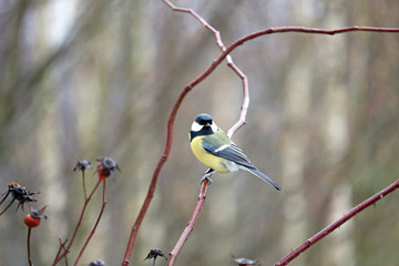 tit in a bush
