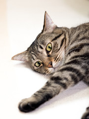 リラックスする飼い猫