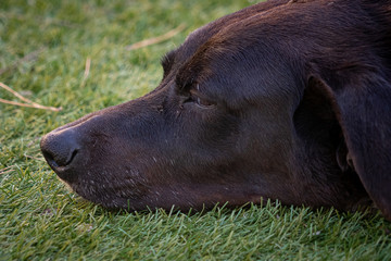 Head of black dog sleeping in the grass.