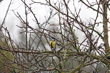 tit in a bush	