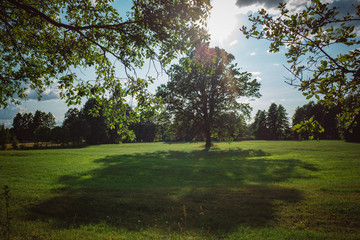 Oak on a green meadow